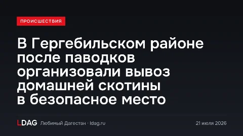 В Гергебильском районе после паводков организовали вывоз домашней скотины в безопасное место