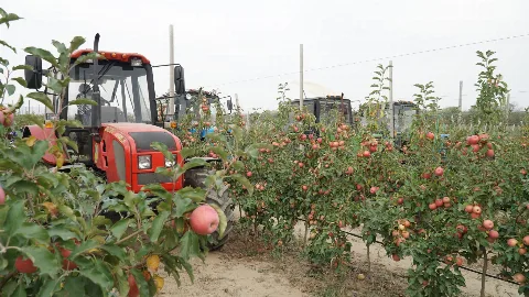 Садоводы Дагестана в 2,5 раза нарастили сбор плодов благодаря господдержке отрасли