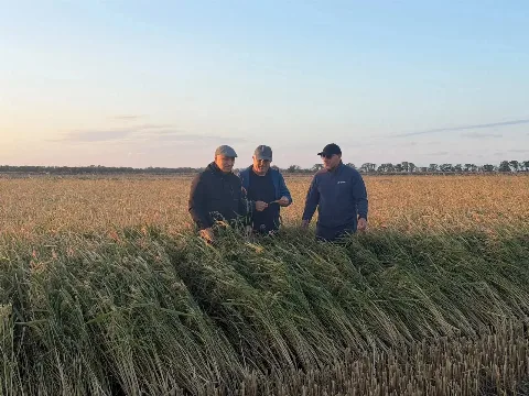 В Дагестане засеяно половина площадей под озимые, собрано 5 тысяч гектаров риса